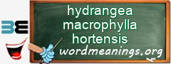 WordMeaning blackboard for hydrangea macrophylla hortensis